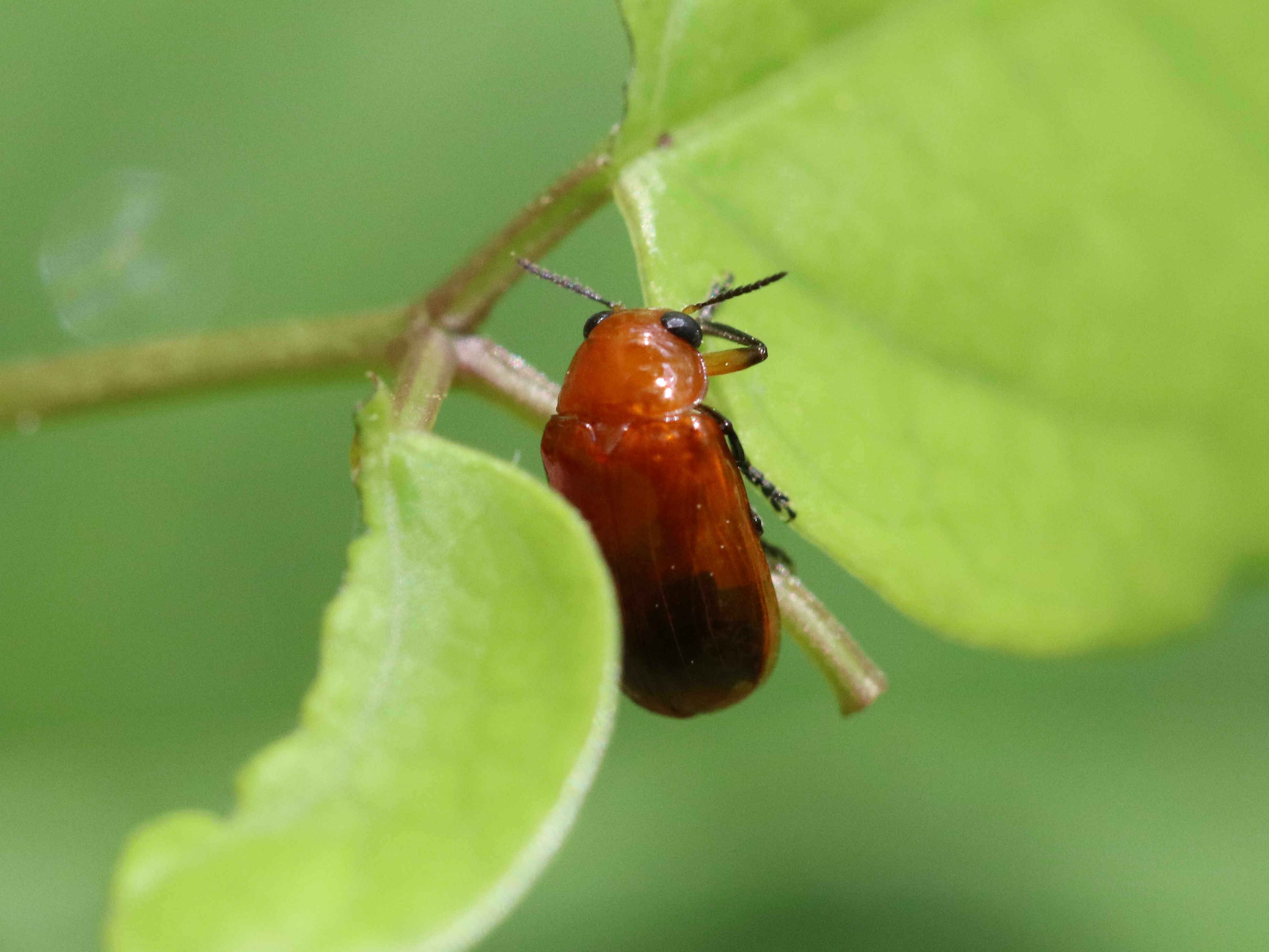 草上のキイロナガツツハムシ